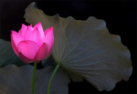 Lotus Flower