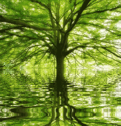 green-water-reflection-animation.gif