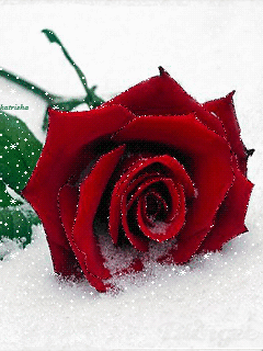     РОЗА КРАСНАЯ Red_rose_snowing